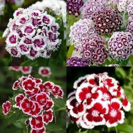 Sweet William Dianthus Annual Wee Willie Mixed Flower Seeds for Planting