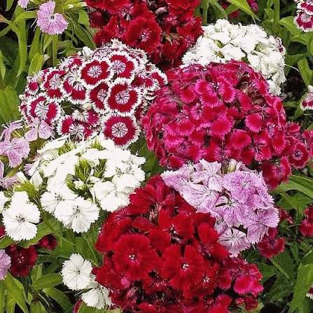 Sweet William Dianthus Annual Wee Willie Mixed Flower Seeds for Planting