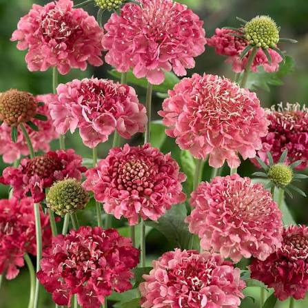 Scabiosa Tall Double Mixed Flower Seeds with colorful double blooms