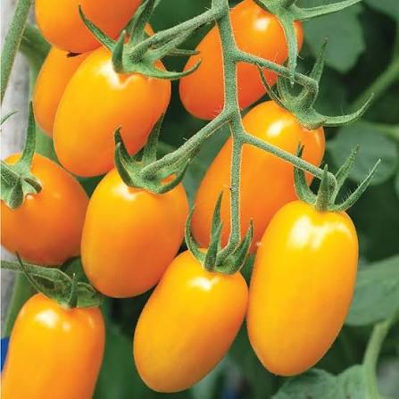 Tomato Yellow Grapes F1 microgreen seeds for growing yellow grape tomatoes
