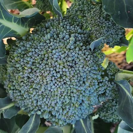 Broccoli Seeds traditional garden vegetable variety for home planting