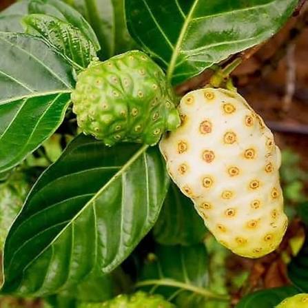 Cheese Fruit Seeds for growing Morinda citrifolia Indian mulberry tropical fruit trees