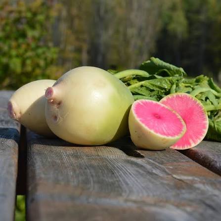 Watermelon Radish Seeds for growing heirloom Non-GMO colorful pink center radishes