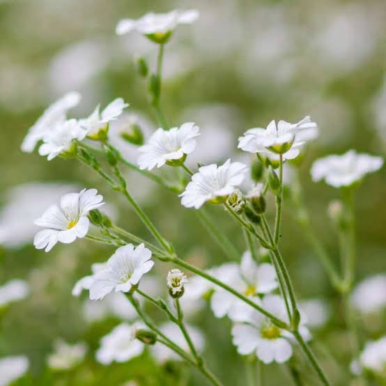 White Gypsophila Baby's Breath Flower seeds for planting
