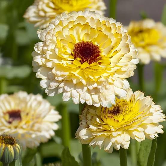 Calendula officinalis Ball's Creamy White Pot Marigold flower seeds