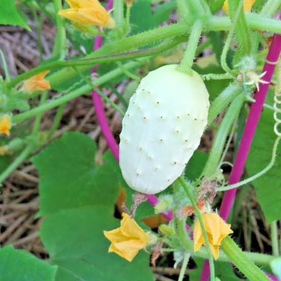 White Cucumber Seeds – Unique White Cucumber Vegetable Garden Variety