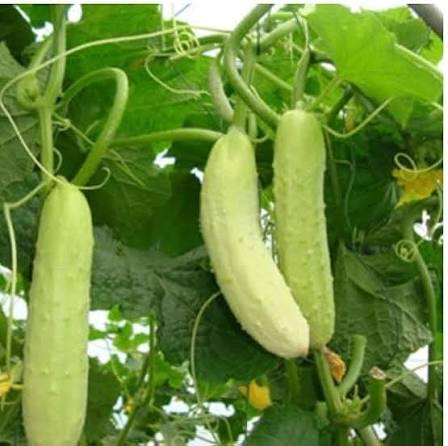 White Cucumber Seeds – Unique White Cucumber Vegetable Garden Variety
