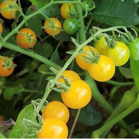 Tomato Yellow Grapes F1 microgreen seeds for growing yellow grape tomatoes