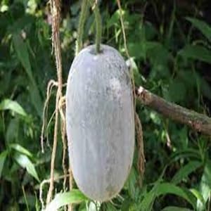 ashgourd Vegetable Seeds for Planting
