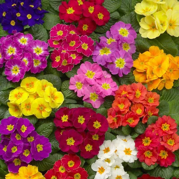 Mixed color primrose flowers with yellow, pink, purple, red, orange, and white blooms in a garden
