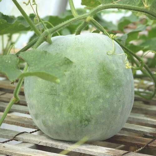 ash gourd Vegetable Seeds for Planting