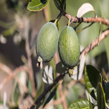 Green Feijoa Fruit Heirloom Non Gmo Seeds for Planting