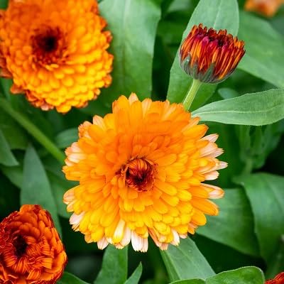 Orange Calendula Flower Heirloom Non Gmo Seeds for Planting