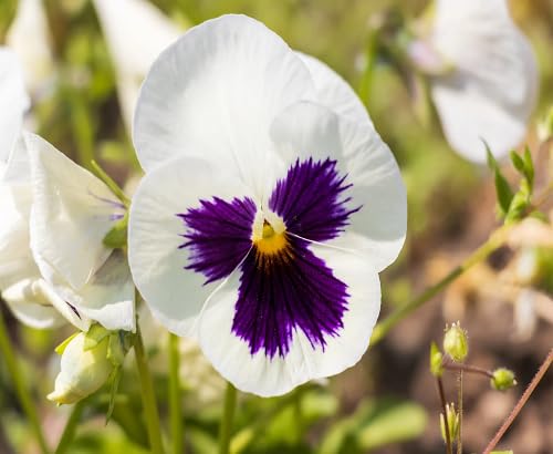 white-violet-pansy-flower-heirloom-non-gmo-seeds Seeds for Planting