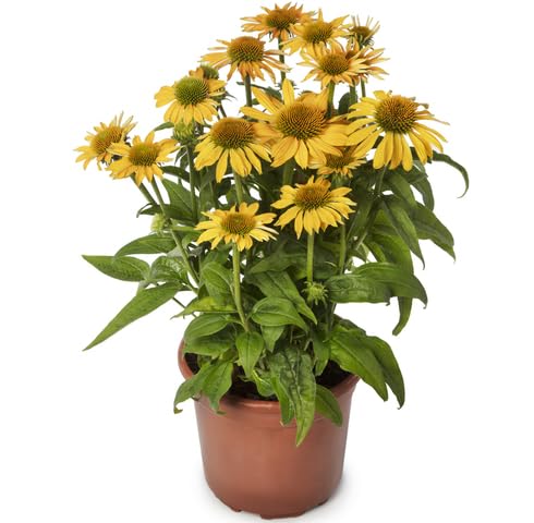 yellow-echinacea-flower-heirloom-non-gmo-seeds Seeds for Planting