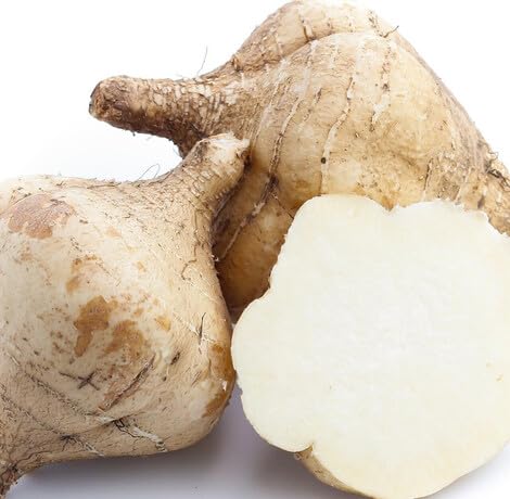 brown jicama Vegetable Seeds for Planting