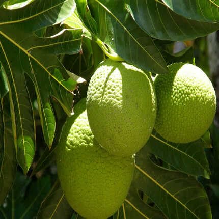 Breadfruit Green Heirloom Non Gmo Seeds for Planting