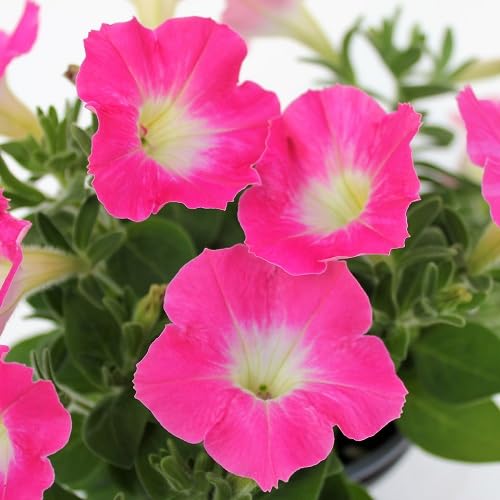 white-pink-petunia-flower-heirloom-non-gmo-seeds Seeds for Planting