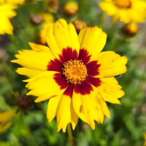 coreopsis-flower-yellow-red-heirloom-non-gmo-seeds Seeds for Planting