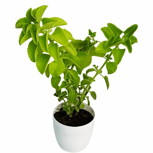 Ajwain Herb Herb Seeds for Planting