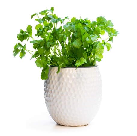 Coriander Herb Herb Seeds for Planting