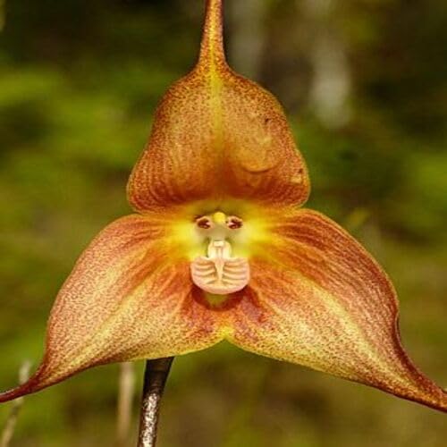 Orange Monkey Face Orchid Flower Heirloom Non Gmo Seeds for Planting