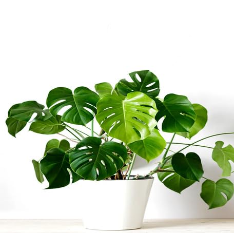 green-monstera-heirloom-non-gmo-seeds Seeds for Planting
