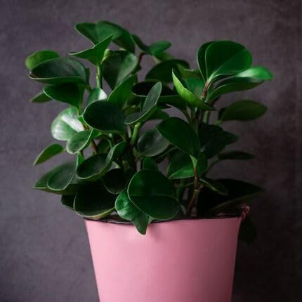 peperomia Vegetable Seeds for Planting