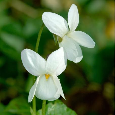 white-viola-odorata-flower-heirloom-non-gmo-seeds Seeds for Planting