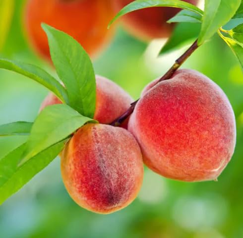 Red Peach Fruit Heirloom Non Gmo Seeds for Planting