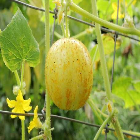 lemon cucumber fruit Vegetable Seeds for Planting