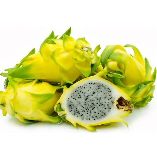 Dragon Fruit Yellow Heirloom Non Gmo Seeds for Planting