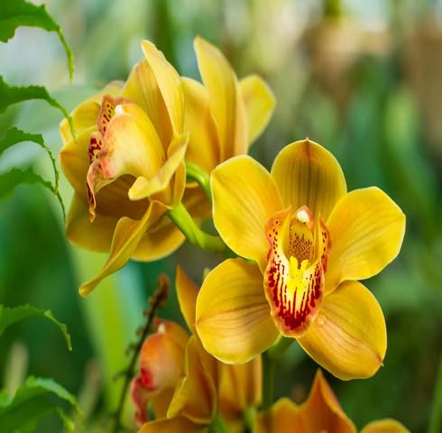 yellow-orchid-flower-heirloom-non-gmo-seeds Seeds for Planting
