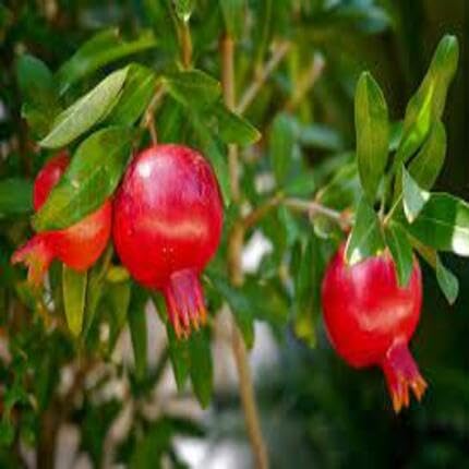 Red Pomegrante Fruit Heirloom Non Gmo Seeds for Planting