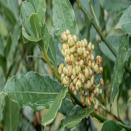 Bay Laurel Herb Seeds for Planting