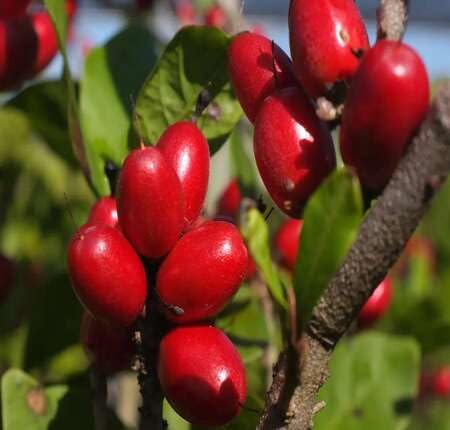 Red Dulcificum Fruit Heirloom Non Gmo Seeds for Planting