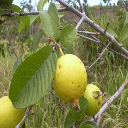 Yellow Psidium Cattleianum Fruit Heirloom Non Gmo Seeds for Planting