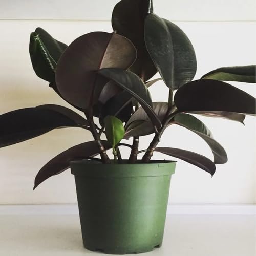 Black Ficus Heirloom Non Gmo Seeds for Planting