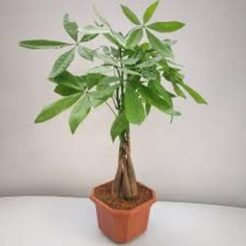 green-pachira-macrocarpa-bonsai-tree-heirloom-non-gmo-seeds Seeds for Planting
