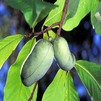 green-asimina-triloba-tree-heirloom-non-gmo-seeds Seeds for Planting