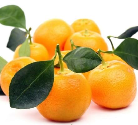 Calamansi Fruit Heirloom Non Gmo Seeds for Planting