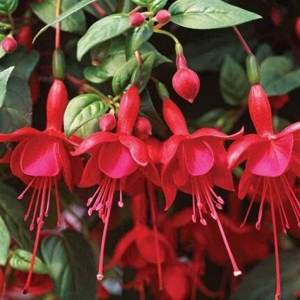 fuchsia-flower-red-heirloom-non-gmo-seeds Seeds for Planting