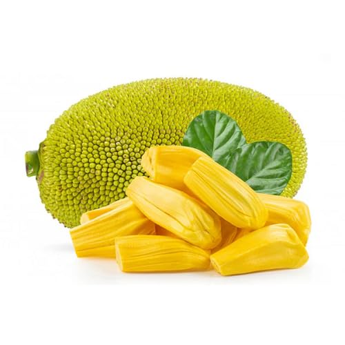 Green Jackfruit Heirloom Non Gmo Seeds for Planting
