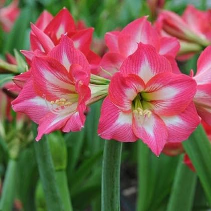 light-pink-amaryllis-flower-heirloom-non-gmo-seeds Seeds for Planting