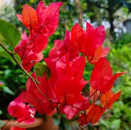 red-climbing-bougainvillea-flower-heirloom-non-gmo-seeds Seeds for Planting