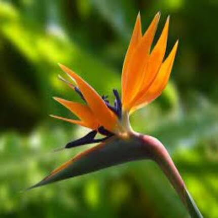 Orange Bird Paradise Flower Heirloom Non Gmo Seeds for Planting