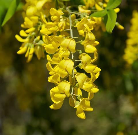 green-laburnum-anagyroides-tree-heirloom-non-gmo-seeds Seeds for Planting