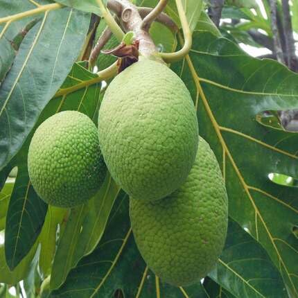 Breadfruit Fruit Green Heirloom Non Gmo Seeds for Planting