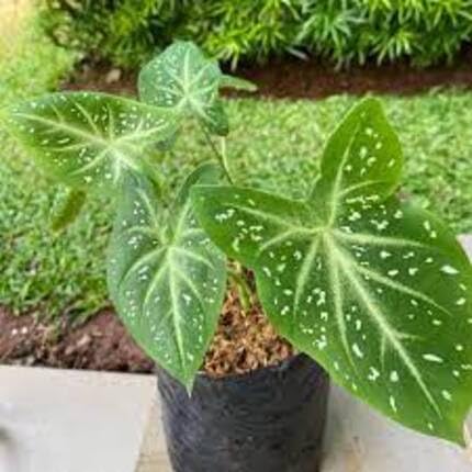 caladium-plants-green-heirloom-non-gmo-seeds Seeds for Planting