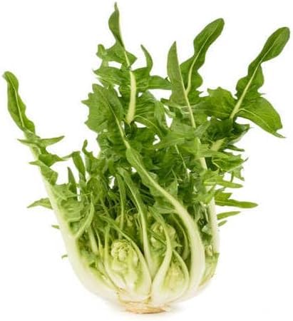puntarelle Vegetable Seeds for Planting